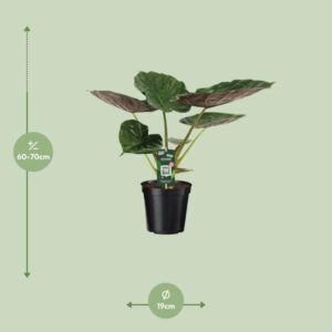 Alocasia Wentii – Olifantsoor – Ø19cm – 70cm