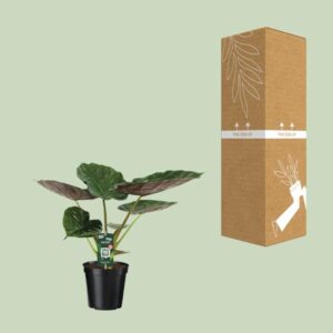 Alocasia Wentii – Olifantsoor – Ø19cm – 70cm